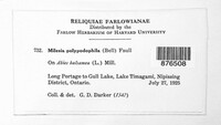 Milesina polypodophila image
